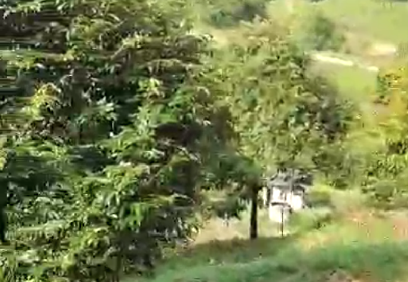 47 Acres FREEHOLD Durian Farm, Temoh, Batang Padang, Perak for SALE