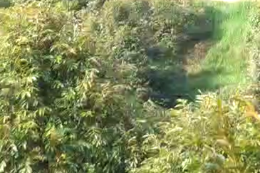 47 Acres FREEHOLD Durian Farm, Temoh, Batang Padang, Perak for SALE