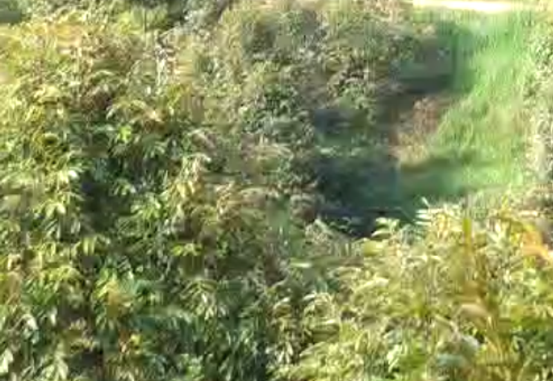 47 Acres FREEHOLD Durian Farm, Temoh, Batang Padang, Perak for SALE