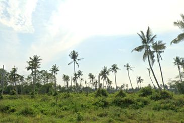 1.24 Acres Agricultural Land, Kampung Perepat, Kapar, Klang for SALE