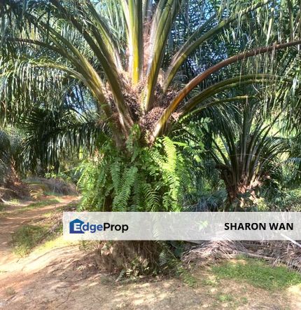 130 Acres FREEHOLD Palm Oil Plantation, Sungai Siput, Perak for SALE, Perak, Kuala Kangsar