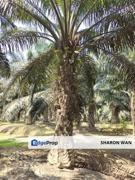 500 Acres Palm Oil Plantation, Keratong, Rompin, Pahang for SALE , Pahang, Rompin District