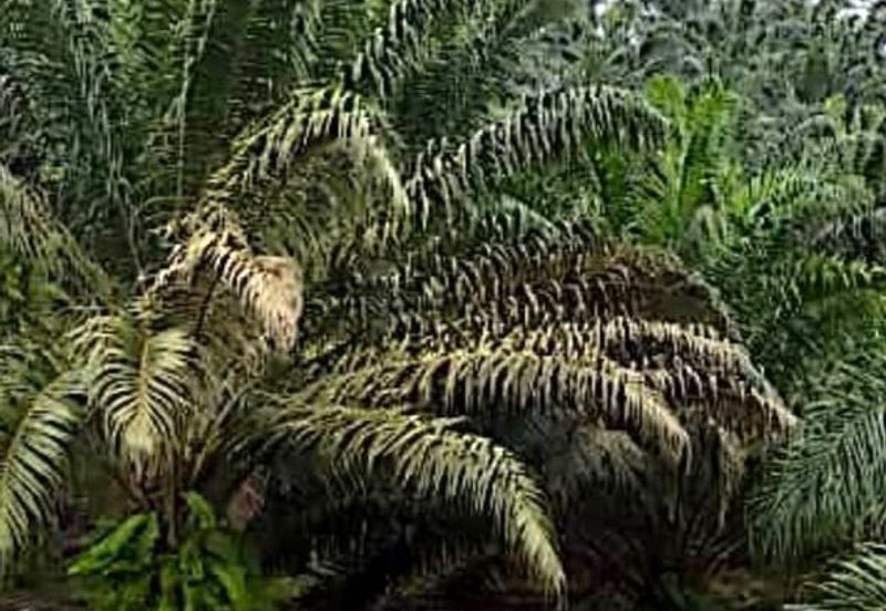 11810 Acres Palm Oil Plantation, Jajahan Jeli, Kelantan + Mill for SALE