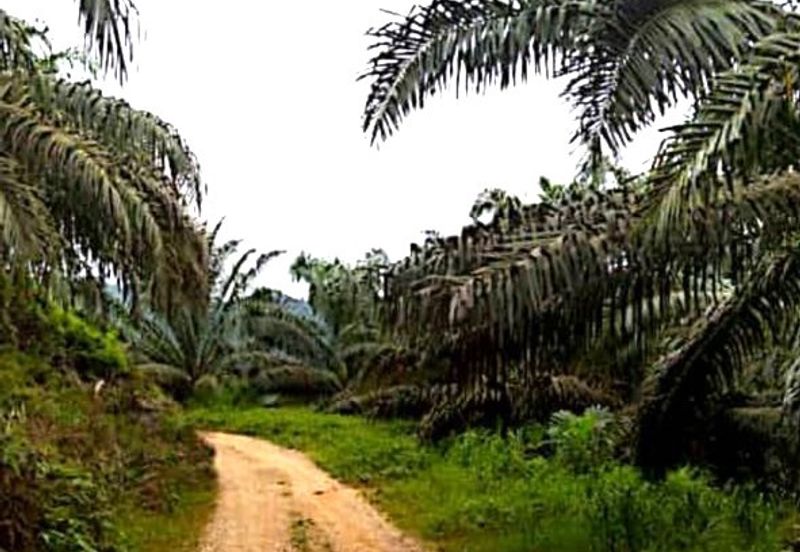 11810 Acres Palm Oil Plantation, Jajahan Jeli, Kelantan + Mill for SALE