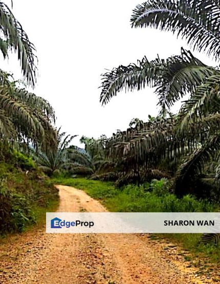 11810 Acres Palm Oil Plantation, Jajahan Jeli, Kelantan + Mill for SALE, Kelantan, Jeli