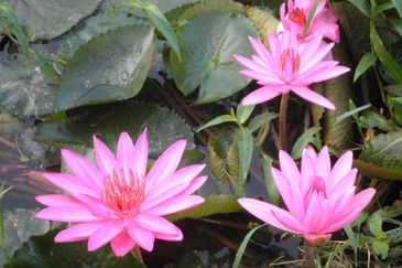 Country Heights Kajang