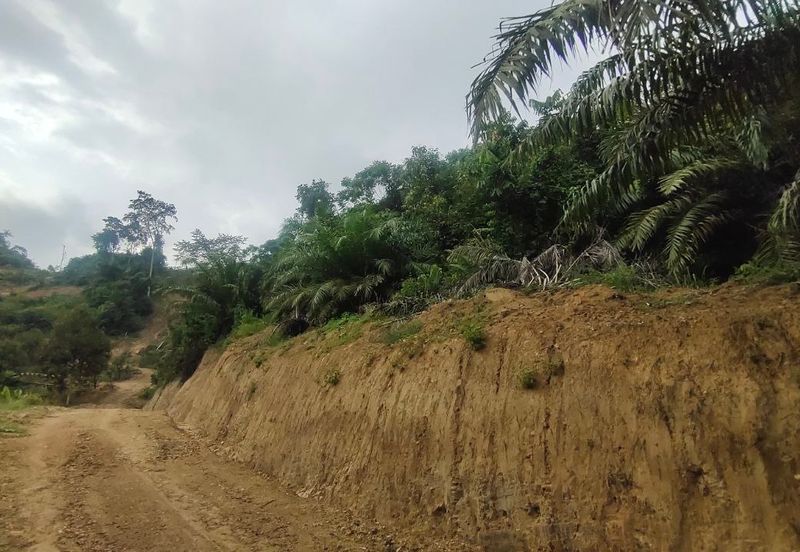 Agriculture Land Kampung Searak Api Pagoh Johor