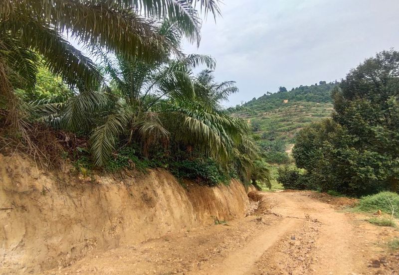 Agriculture Land Kampung Searak Api Pagoh Johor