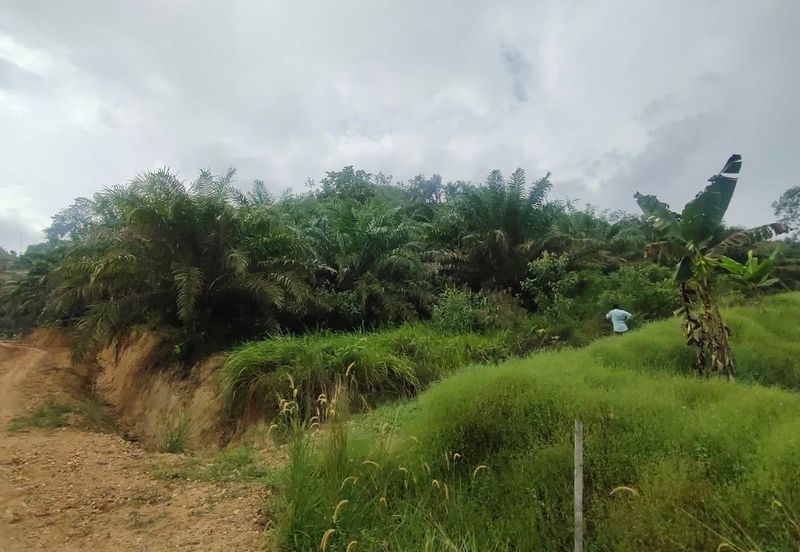 Agriculture Land Kampung Searak Api Pagoh Johor