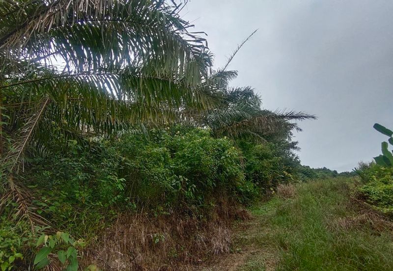 Agriculture Land Kampung Searak Api Pagoh Johor