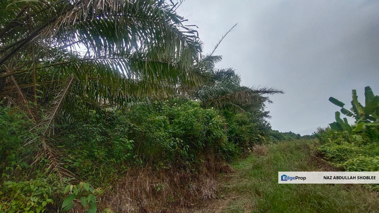 Agriculture Land Kampung Searak Api Pagoh Johor, Johor, Pagoh