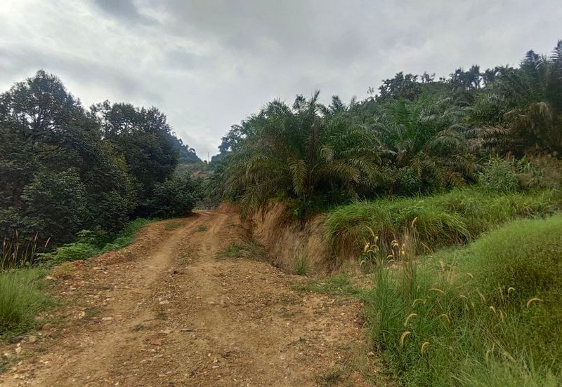 Agriculture Land Kampung Searak Api Pagoh Johor