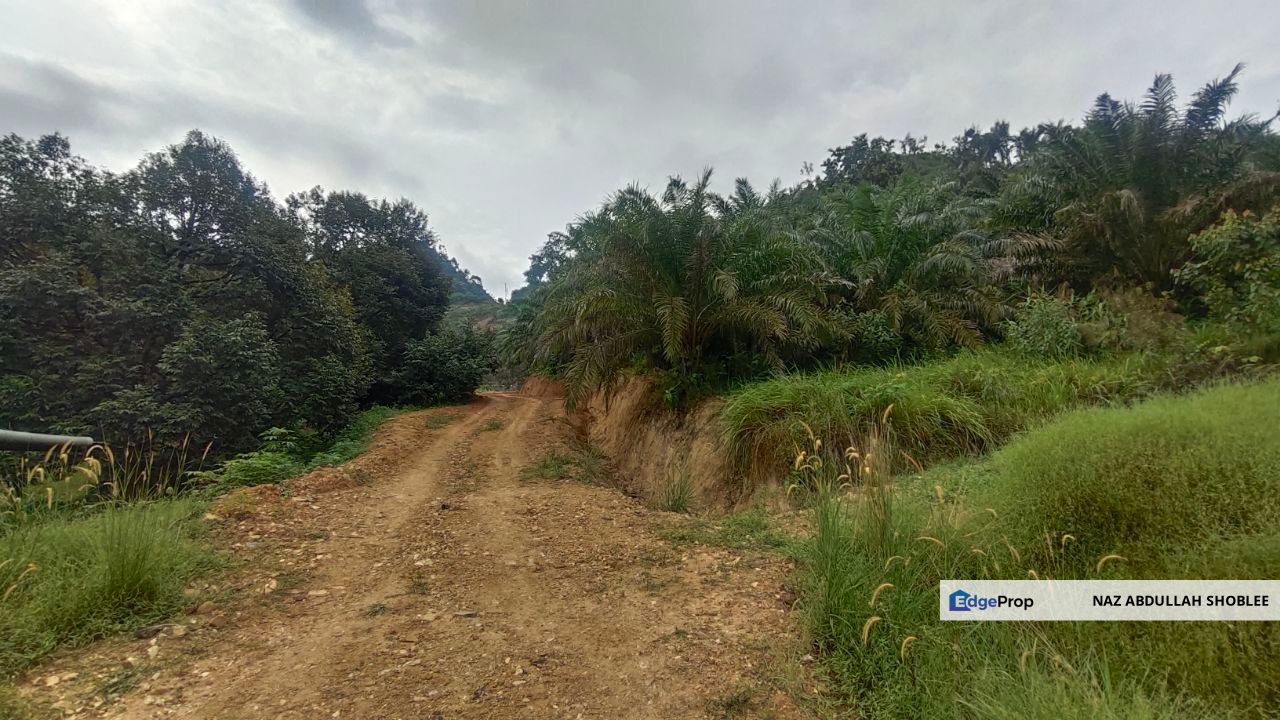 Agriculture Land Kampung Searak Api Pagoh Johor, Johor, Pagoh