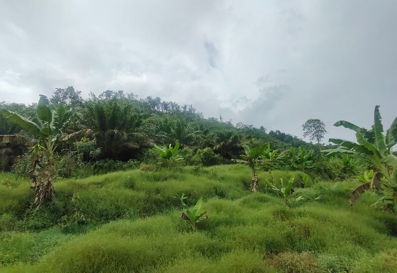 Agriculture Land Kampung Searak Api Pagoh Johor