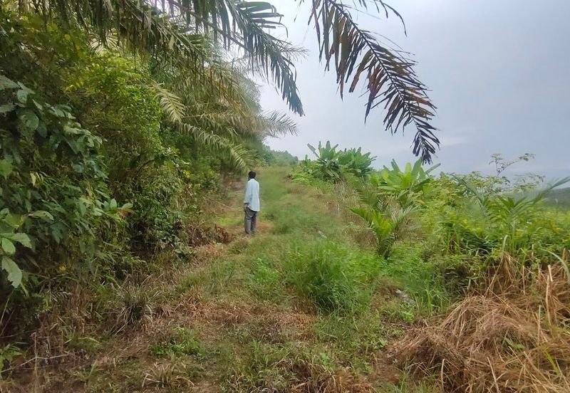 Agriculture Land Kampung Searak Api Pagoh Johor
