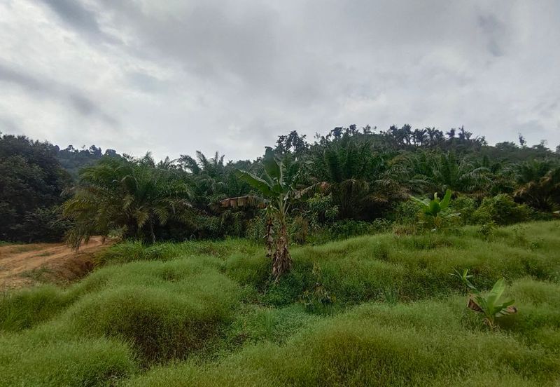 Agriculture Land Kampung Searak Api Pagoh Johor