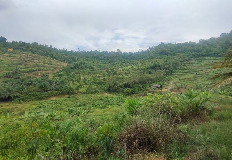 Agriculture Land Kampung Searak Api Pagoh Johor