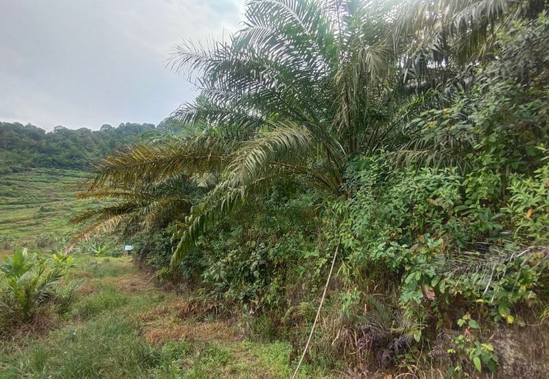 Agriculture Land Kampung Searak Api Pagoh Johor