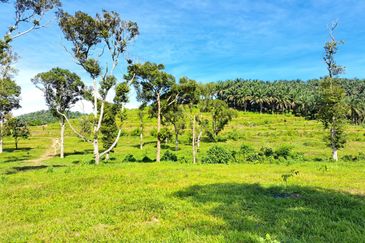 RM150K PER ACRE| Agriculture Land Kerling Hulu Selangor