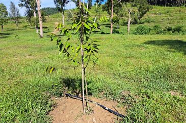 RM150K PER ACRE| Agriculture Land Kerling Hulu Selangor