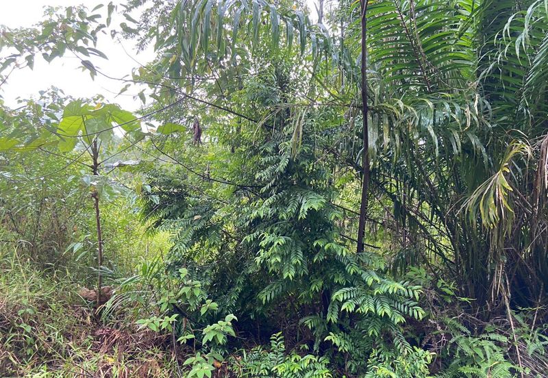 BUKAN KAWASAN BANJIR| Tanah Lot Kampung Temenin Baru Kota Tinggi Untuk Dijual