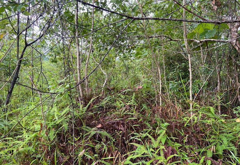 BUKAN KAWASAN BANJIR| Tanah Lot Kampung Temenin Baru Kota Tinggi Untuk Dijual