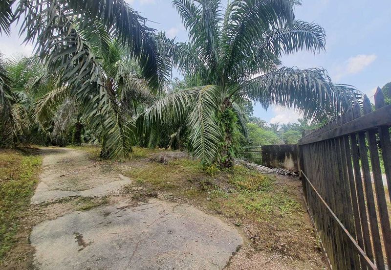 MALAY RESERVED| Agriculture Land Kg. Semerbok Rembau Negeri Sembilan