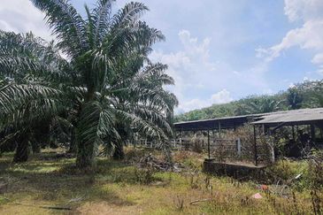 MALAY RESERVED| Agriculture Land Kg. Semerbok Rembau Negeri Sembilan