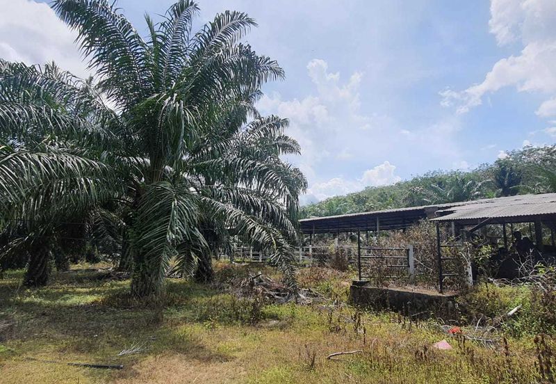MALAY RESERVED| Agriculture Land Kg. Semerbok Rembau Negeri Sembilan