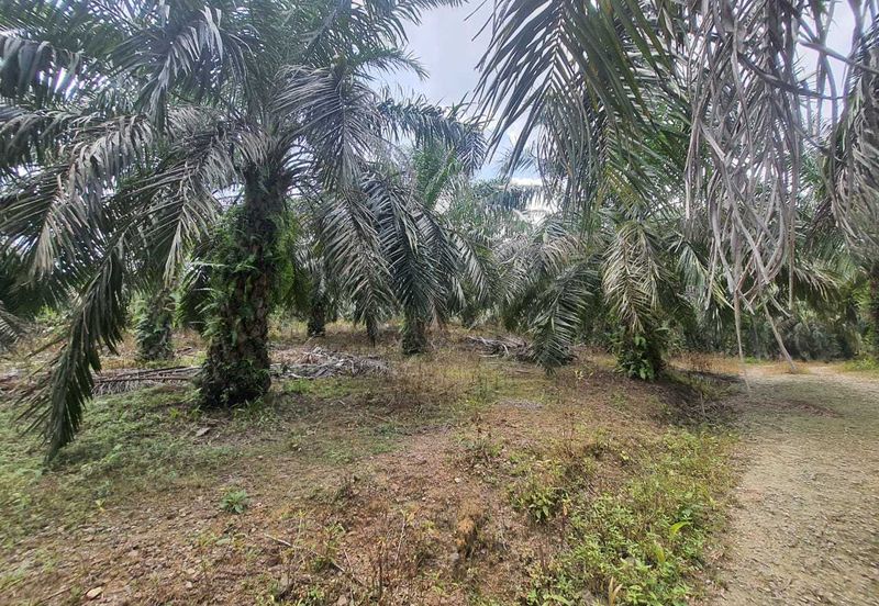 MALAY RESERVED| Agriculture Land Kg. Semerbok Rembau Negeri Sembilan