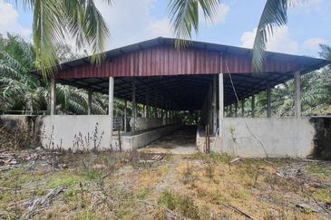 MALAY RESERVED| Agriculture Land Kg. Semerbok Rembau Negeri Sembilan