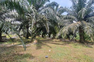 MALAY RESERVED| Agriculture Land Kg. Semerbok Rembau Negeri Sembilan