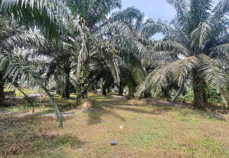 MALAY RESERVED| Agriculture Land Kg. Semerbok Rembau Negeri Sembilan