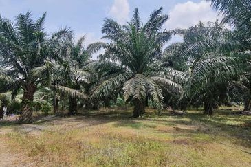 MALAY RESERVED| Agriculture Land Kg. Semerbok Rembau Negeri Sembilan