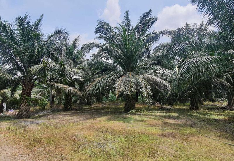 MALAY RESERVED| Agriculture Land Kg. Semerbok Rembau Negeri Sembilan