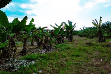 FACING MAINROAD| Agriculture Land Sungai Mati Ledang Johor For Sale