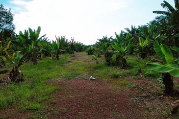 FACING MAINROAD| Agriculture Land Sungai Mati Ledang Johor For Sale