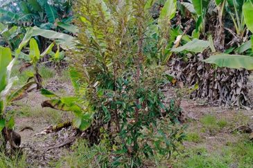 FACING MAINROAD| Agriculture Land Sungai Mati Ledang Johor For Sale