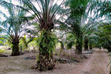 FACING MAINROAD| Agriculture Land Sungai Mati Ledang Johor For Sale