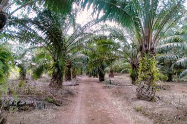 FACING MAINROAD| Agriculture Land Sungai Mati Ledang Johor For Sale