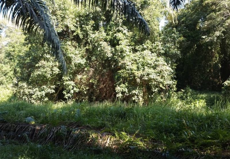 ZONING PERUMAHAN| Tanah Pertanian Kampung Sungai Pinang Pulau Indah Untuk Dijual