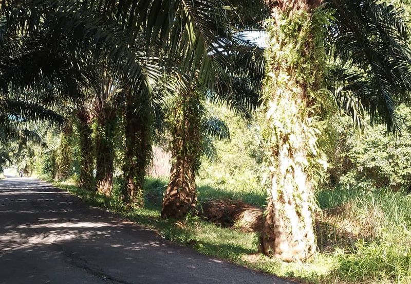 ZONING PERUMAHAN| Tanah Pertanian Kampung Sungai Pinang Pulau Indah Untuk Dijual