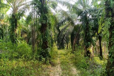 RESIDENTIAL ZONING| Agriculture Land, Seksyen U15, Bukit Cerakah For Sale