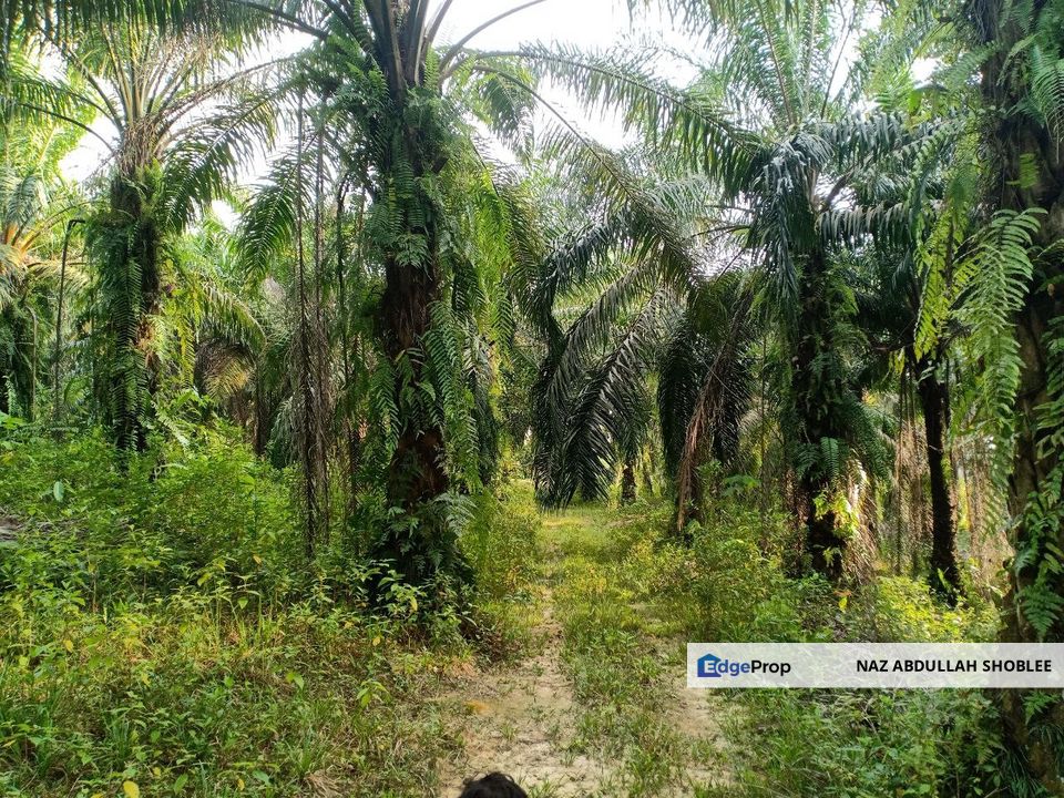 RESIDENTIAL ZONING| Agriculture Land, Seksyen U15, Bukit Cerakah For Sale, Selangor, Shah Alam