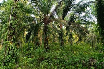 RESIDENTIAL ZONING| Agriculture Land, Seksyen U15, Bukit Cerakah For Sale