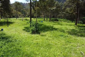 Agriculture Land (Dusun Durian), Bentong, Pahang For Sale
