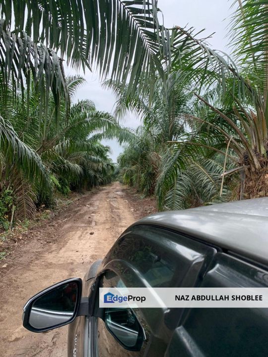 2 Parcels of Agriculture Land (Palm Oil), Pulau Carey, Selangor, Selangor, Kuala Langat