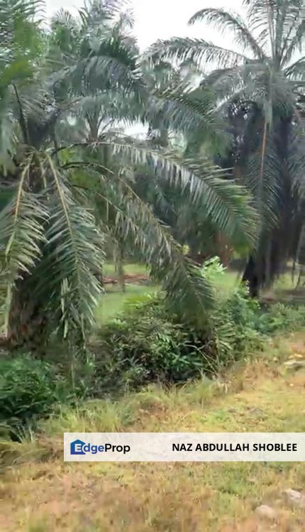 Agriculture Land (Palm Oil), Jenjarom, Selangor For Sale, Selangor, Jenjarom
