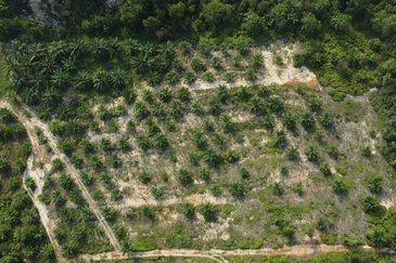 MENGHADAP JALAN UTAMA| Tanah Pertanian (Sawit), Endau, Mersing Untuk Dijual