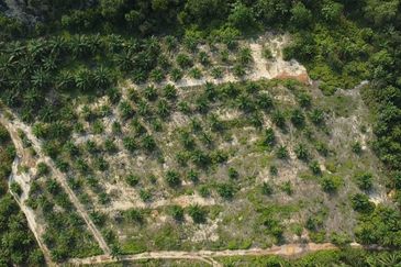 MENGHADAP JALAN UTAMA| Tanah Pertanian (Sawit), Endau, Mersing Untuk Dijual